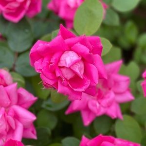 Hand made earrings 🔆🫶🏼